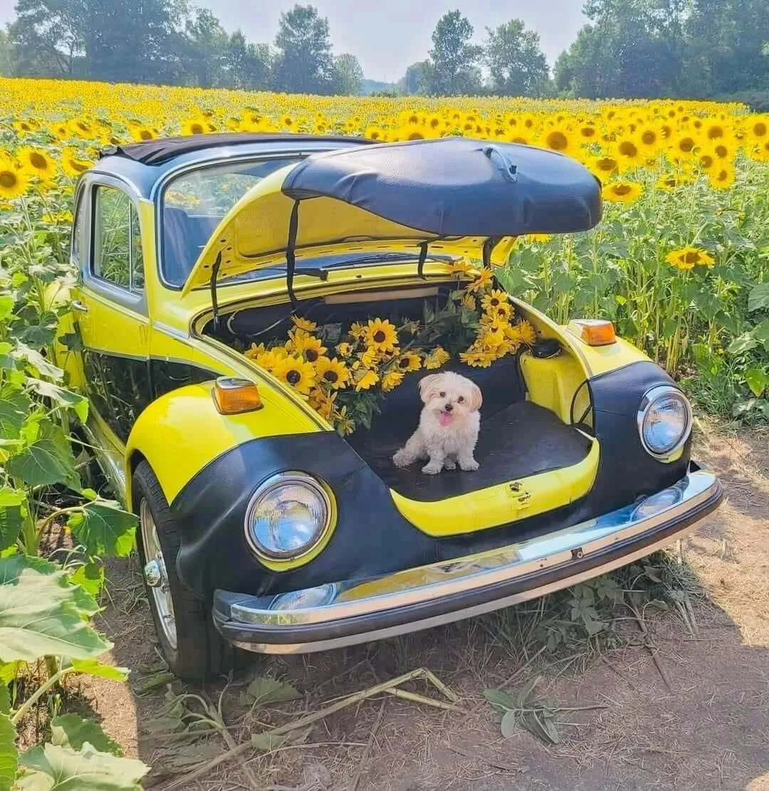 Daisy, Randy Bell's Shih Tzu, sitting in a field of sunflowers
